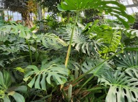 Uploaded Image